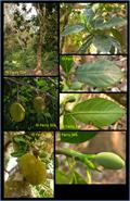 Breadfruit